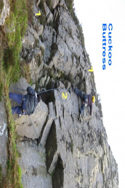 File:Cuckoo2.jpg