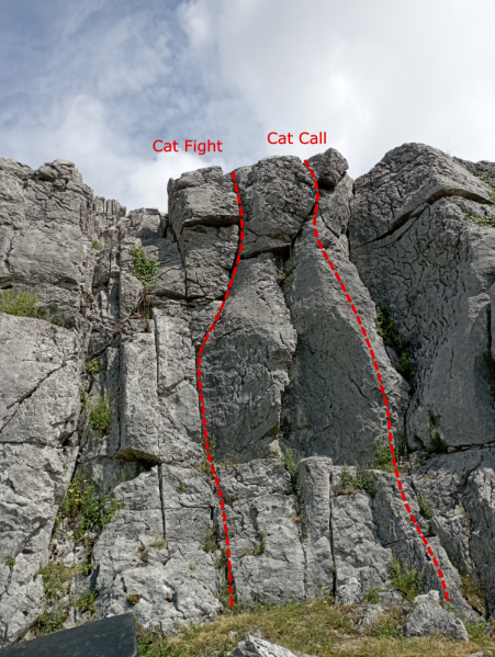 File:Cat fight cat call.png